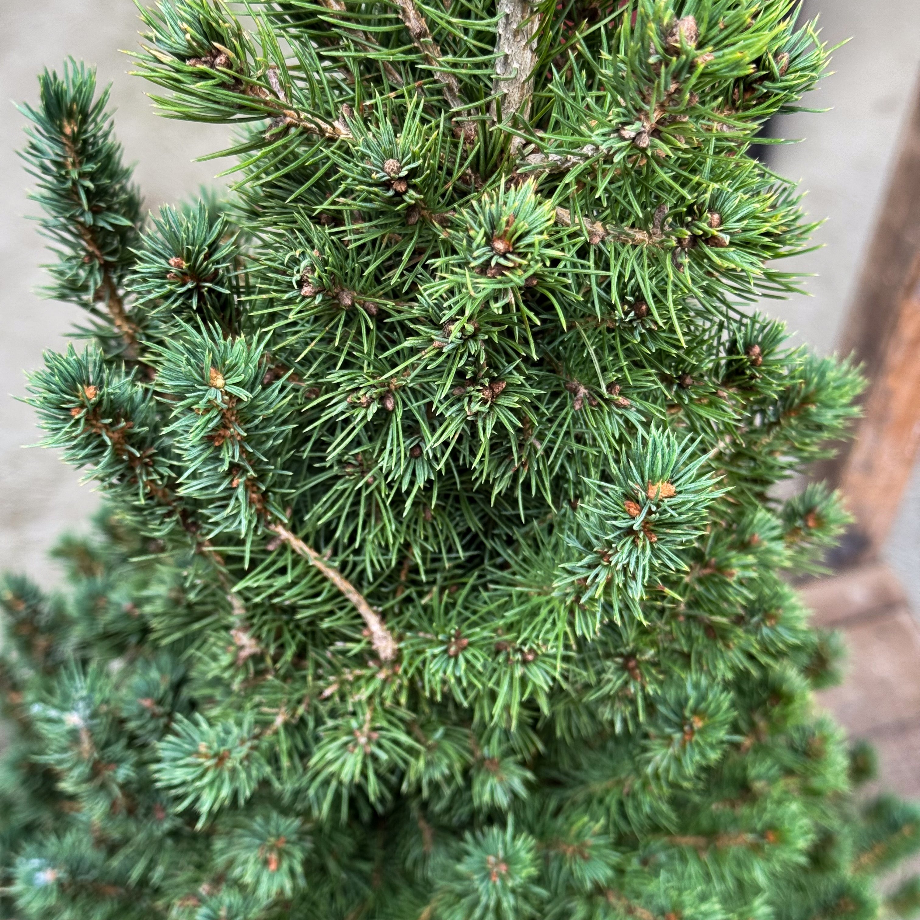 Compact, cone-shaped, and evergreen — the Dwarf Alberta Spruce is ideal for decorating entryways or tabletops during Christmas. Hardy, slow-growing, and beautifully dense all year long.