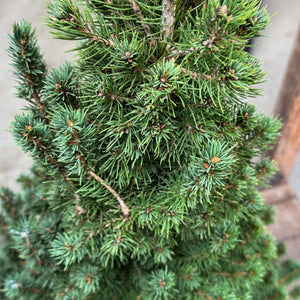Compact, cone-shaped, and evergreen — the Dwarf Alberta Spruce is ideal for decorating entryways or tabletops during Christmas. Hardy, slow-growing, and beautifully dense all year long.