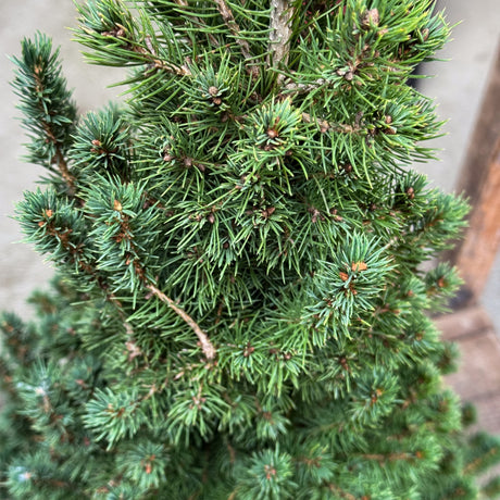 Compact, cone-shaped, and evergreen — the Dwarf Alberta Spruce is ideal for decorating entryways or tabletops during Christmas. Hardy, slow-growing, and beautifully dense all year long.