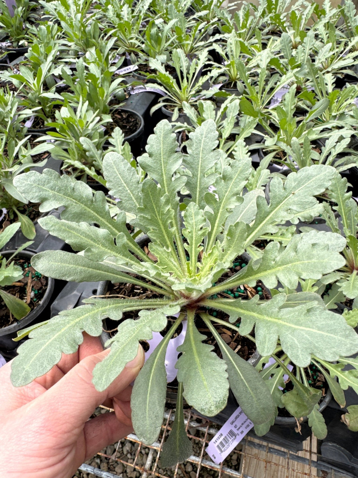 SpinTop™ Red Blanket Gaillardia