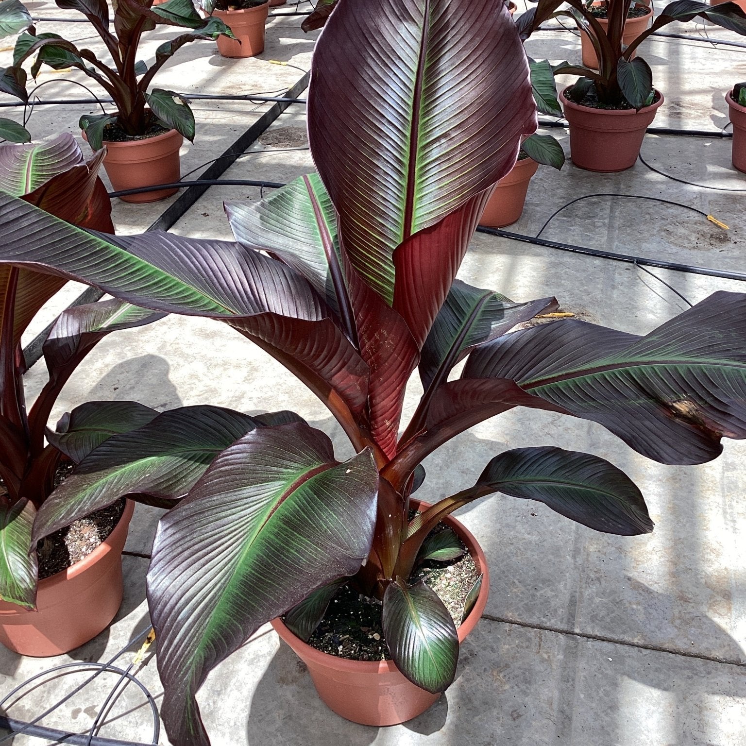 Red Banana Plant (Ensete ventricosum 'Maurelii'), a plant featuring perennial and columnar, dense form.