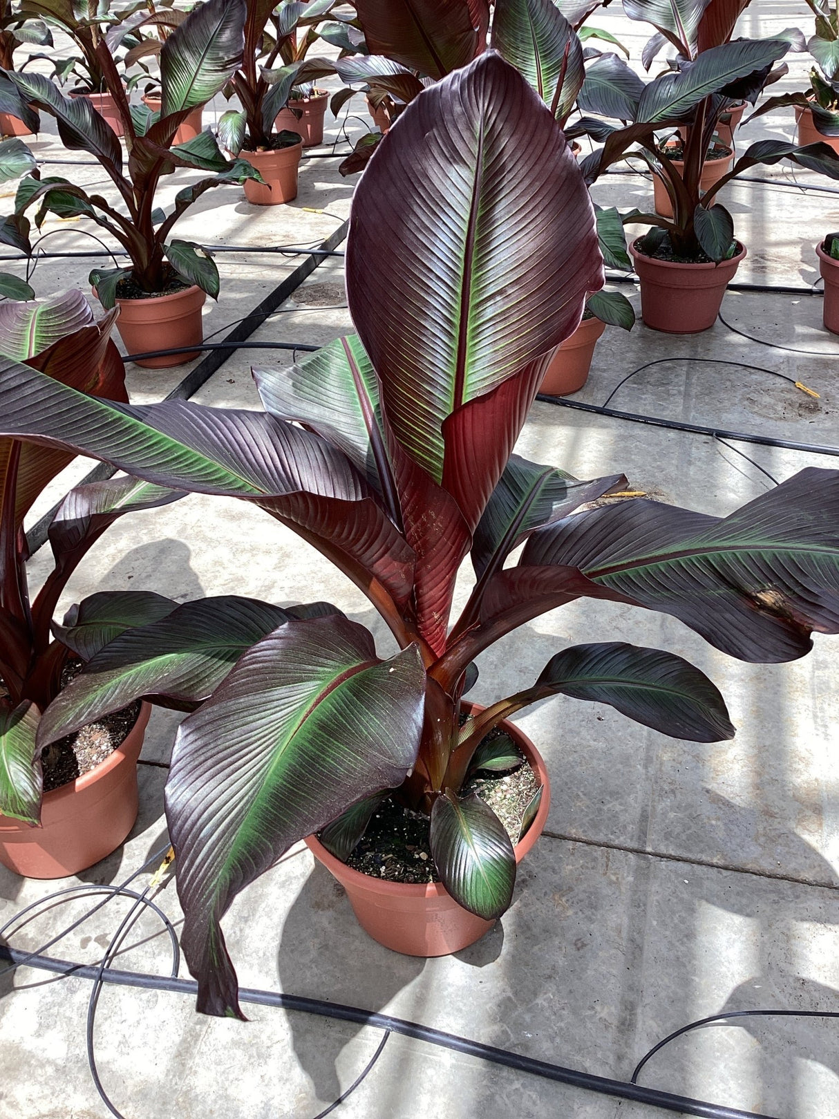 Red Banana Plant (Ensete ventricosum 'Maurelii'), a plant featuring perennial and columnar, dense form.