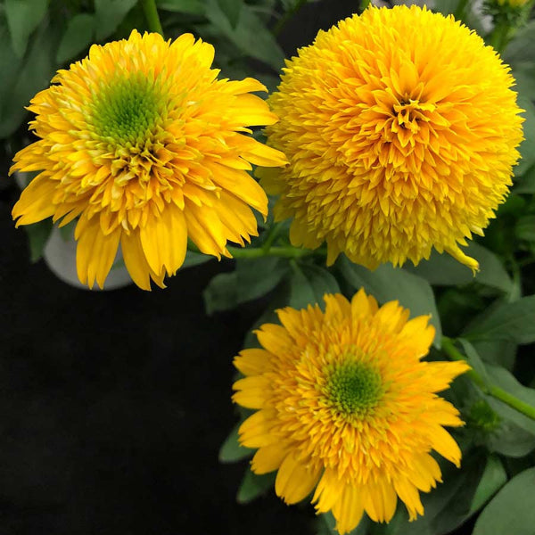 Cara Mia™ Yellow Coneflower