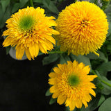 Cara Mia™ Yellow Coneflower