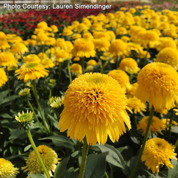 Cara Mia™ Yellow Coneflower