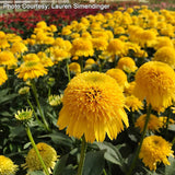 Cara Mia™ Yellow Coneflower