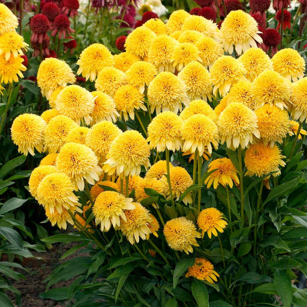 Cara Mia™ Yellow Coneflower