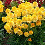 Cara Mia™ Yellow Coneflower