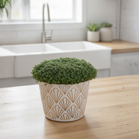 Green potted Thyme plant in a decorative pot on a wooden table with a kitchen background.