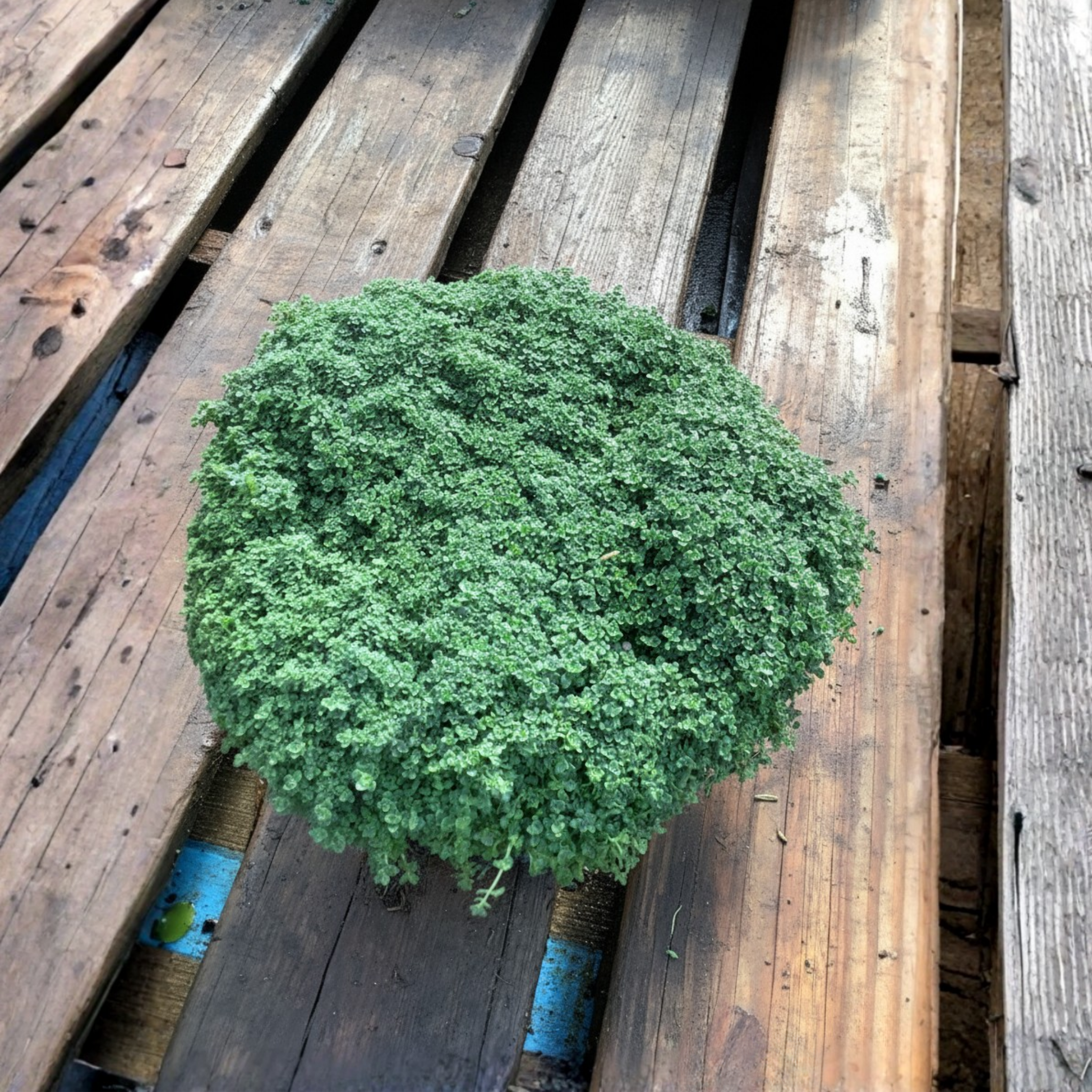 Green Thyme bush on a wooden pallet