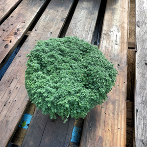 Green Thyme bush on a wooden pallet