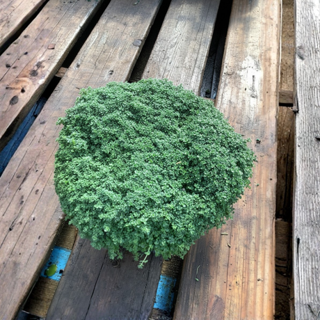 Green Thyme bush on a wooden pallet