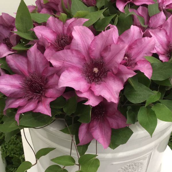 Elodi Clematis Full Bloom
