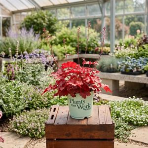 Forever Red Coral Bells (Heuchera) displays vibrant crimson-red foliage with delicate burgundy flower spikes in a white container within a greenhouse.