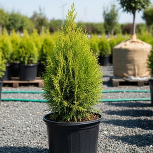 Emerald Petite Arborvitae hedge. A small, dense, evergreen privacy screen or border of columnar, fine-textured foliage. Ideal foundation planting or formal accent.