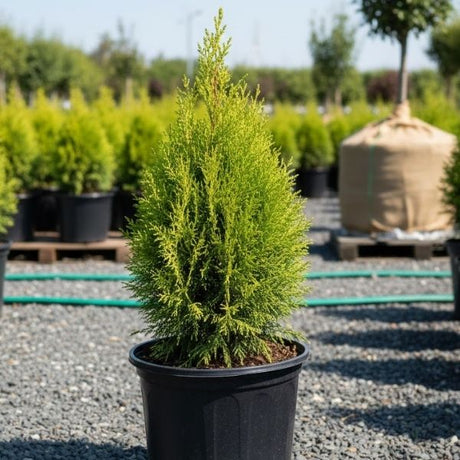 Emerald Petite Arborvitae hedge. A small, dense, evergreen privacy screen or border of columnar, fine-textured foliage. Ideal foundation planting or formal accent.