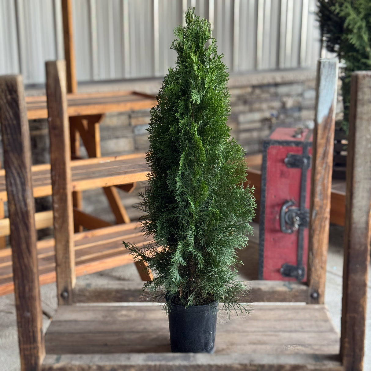 The Emerald Green Arborvitae keeps its color through the coldest months. Perfect for Christmas landscapes and winter screens, it’s a low-maintenance evergreen that stays bright and full all year.
