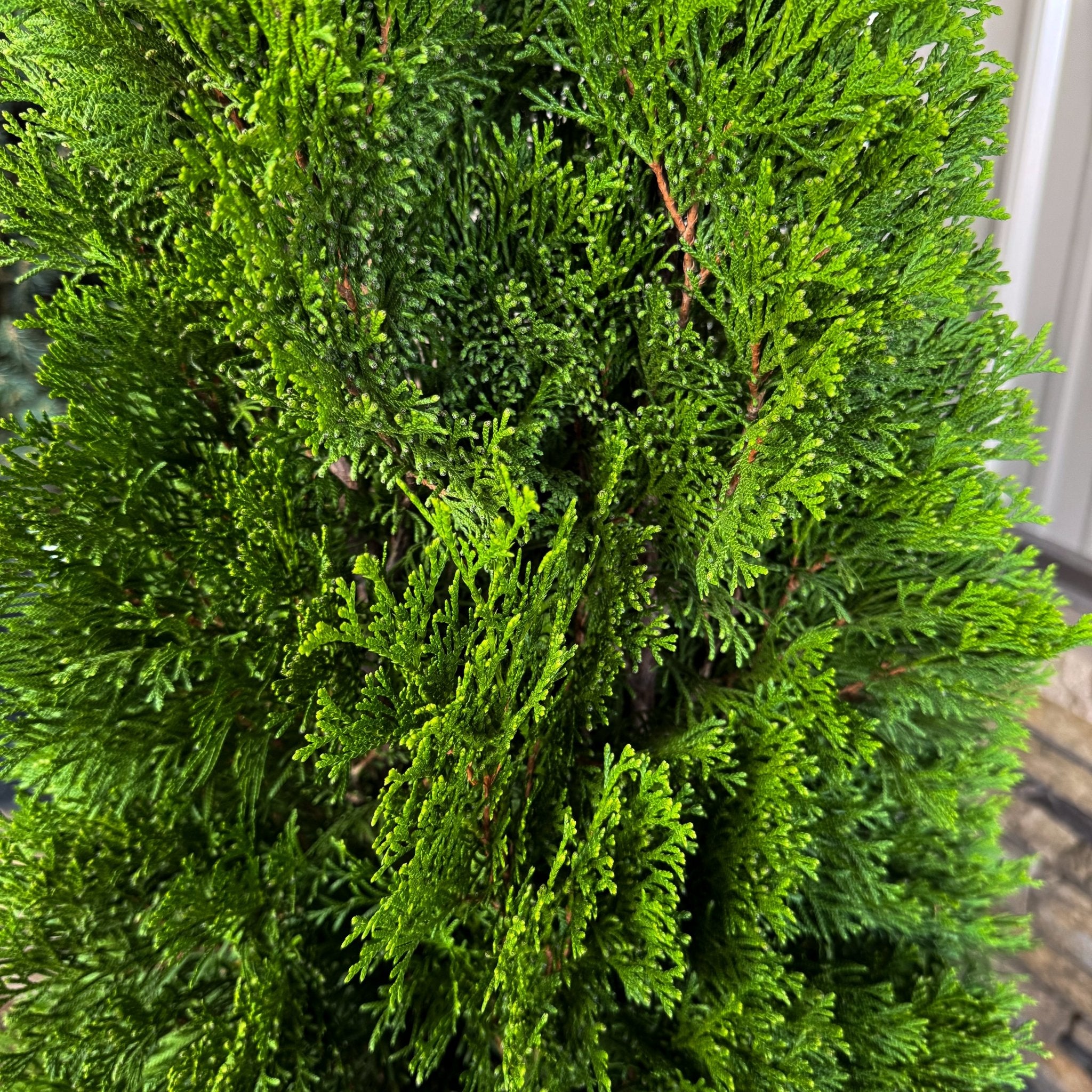 The Emerald Green Arborvitae keeps its color through the coldest months. Perfect for Christmas landscapes and winter screens, it’s a low-maintenance evergreen that stays bright and full all year.