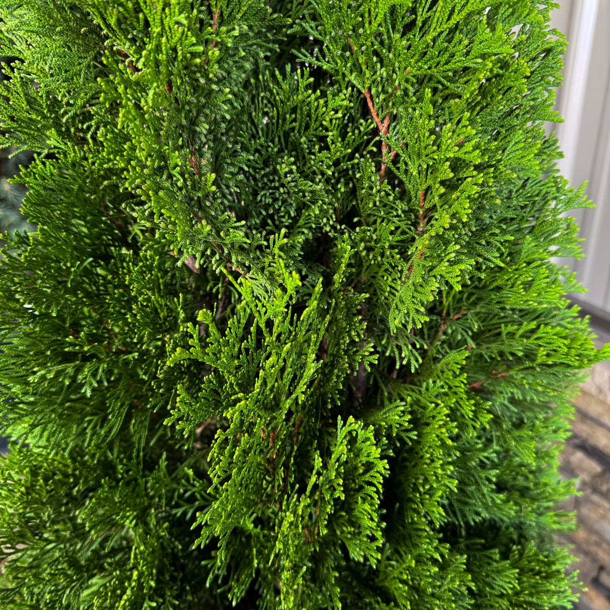 The Emerald Green Arborvitae keeps its color through the coldest months. Perfect for Christmas landscapes and winter screens, it’s a low-maintenance evergreen that stays bright and full all year.