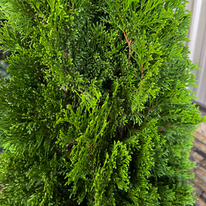 The Emerald Green Arborvitae keeps its color through the coldest months. Perfect for Christmas landscapes and winter screens, it’s a low-maintenance evergreen that stays bright and full all year.