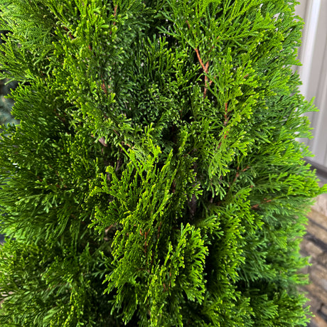 The Emerald Green Arborvitae keeps its color through the coldest months. Perfect for Christmas landscapes and winter screens, it’s a low-maintenance evergreen that stays bright and full all year.