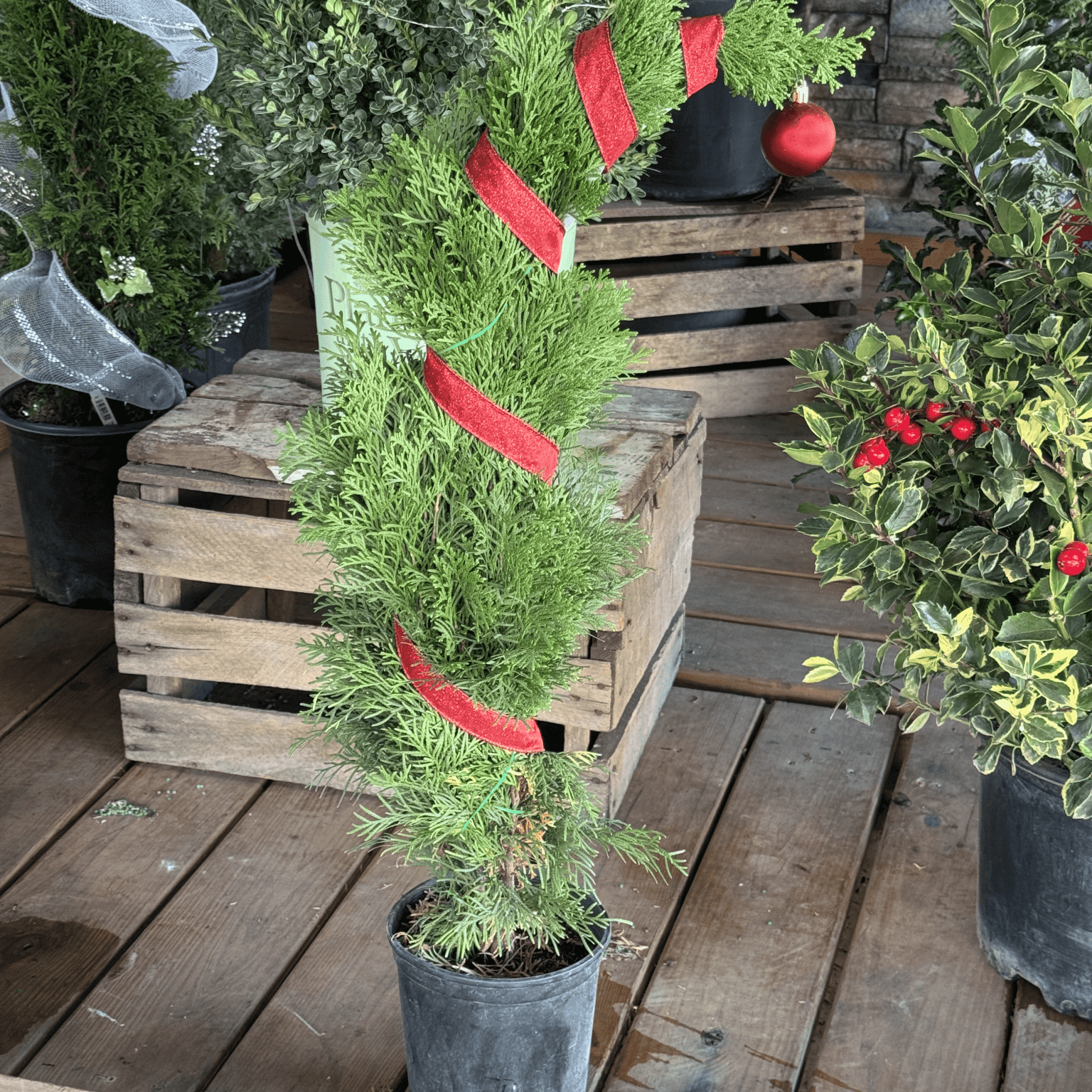 The Emerald Green Arborvitae keeps its color through the coldest months. Perfect for Christmas landscapes and winter screens, it’s a low-maintenance evergreen that stays bright and full all year.