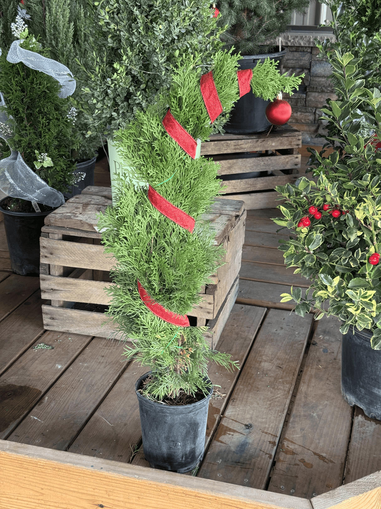 The Emerald Green Arborvitae keeps its color through the coldest months. Perfect for Christmas landscapes and winter screens, it’s a low-maintenance evergreen that stays bright and full all year.