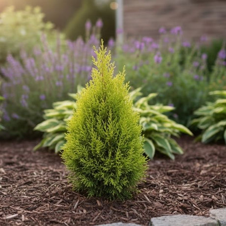 Dense, bright green foliage of the Emerald Petite cultivar. Used for a specimen or privacy hedge. Excellent winter color and deer resistance for garden definition.