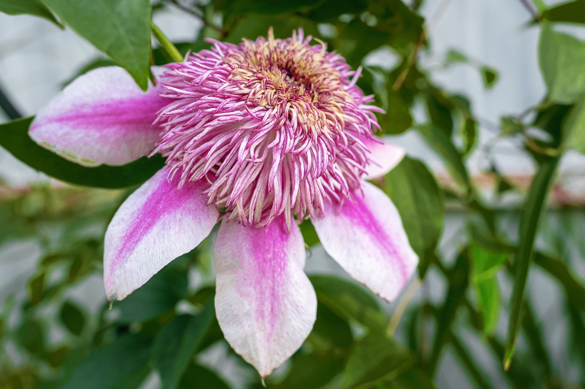 Empress™ Clematis | Buy at NatureHills.com