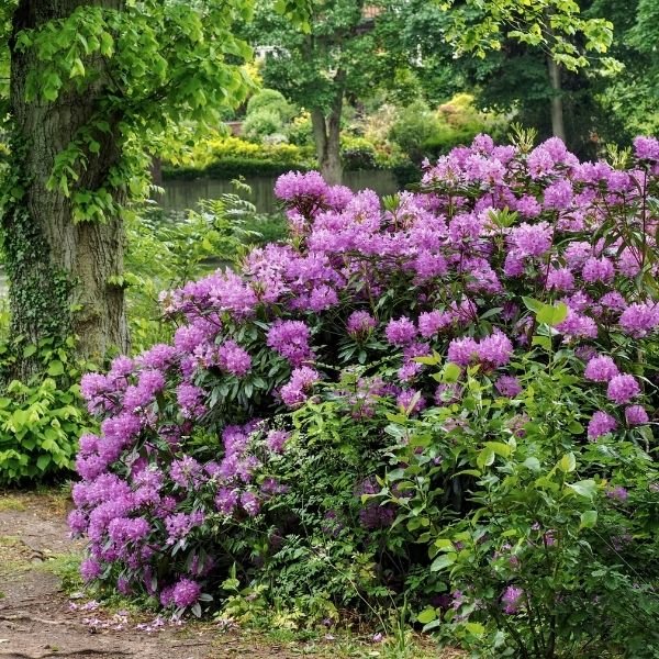 English Roseum Rhododendron bush with a rounded growth habit, dark green leathery foliage, and soft pink truss-shaped flowers in full bloom.
