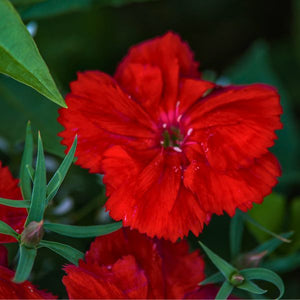 EverBloom™ Red Delicious Dianthus