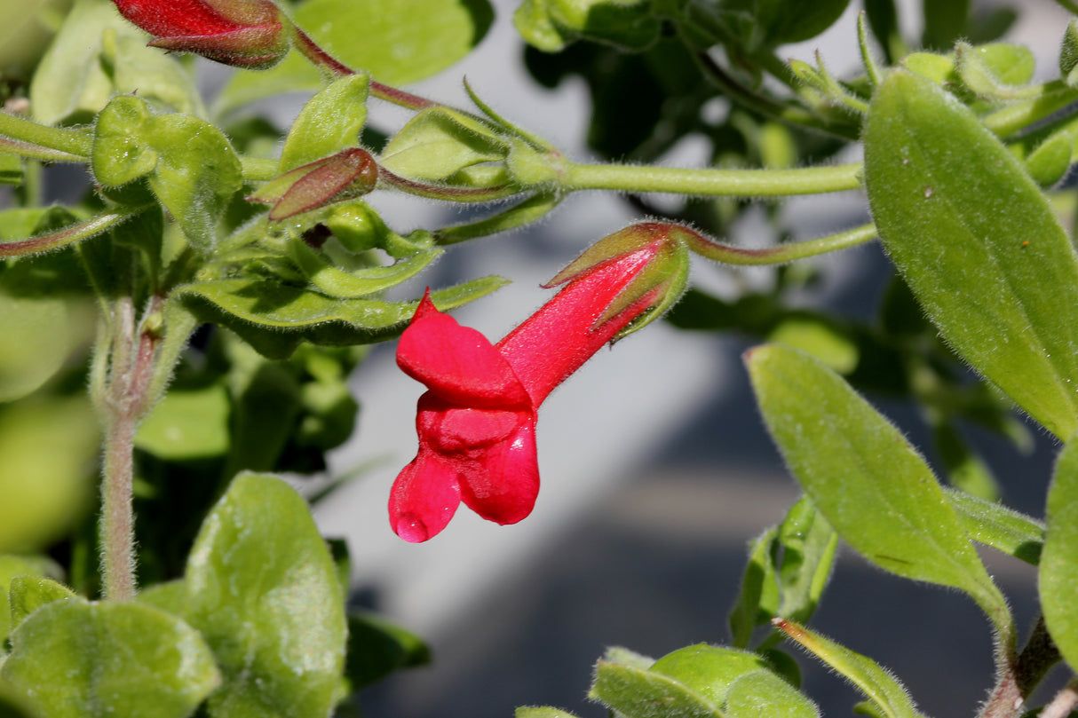 Firecracker Island Bush Snapdragon