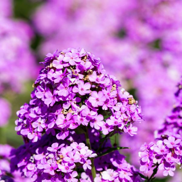 Flame® Pro Lilac Garden Phlox