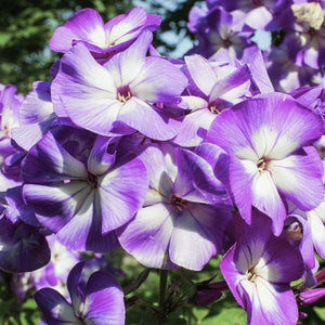 The Pro Lilac Tall Garden Phlox, a cultivar of Phlox paniculata 'Barten', displaying large, fragrant clusters of bright lilac-purple flowers. AKA Flame Pro Lilac Garden Phlox