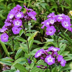 The Pro Lilac Tall Garden Phlox, a cultivar of Phlox paniculata 'Barten', displaying large, fragrant clusters of bright lilac-purple flowers. Also known as Flame Pro Lilac Garden Phlox.