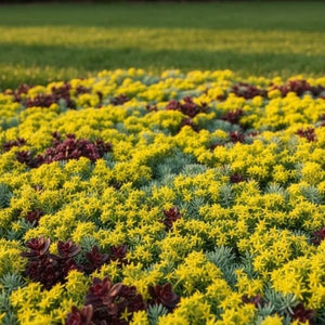 Close-up of the 'Flaming Carpet Catawba' mixture: Angelina Sedum (yellow), Blue Spruce Sedum (blue-green), and Voodoo Sedum (burgundy). High-impact succulent blend.