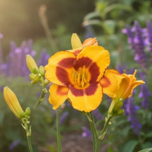 Fooled Me Daylily (Hemerocallis), featuring large, award-winning golden yellow flowers with a distinctive dark red-orange eye zone. Ideal for a foundation garden.