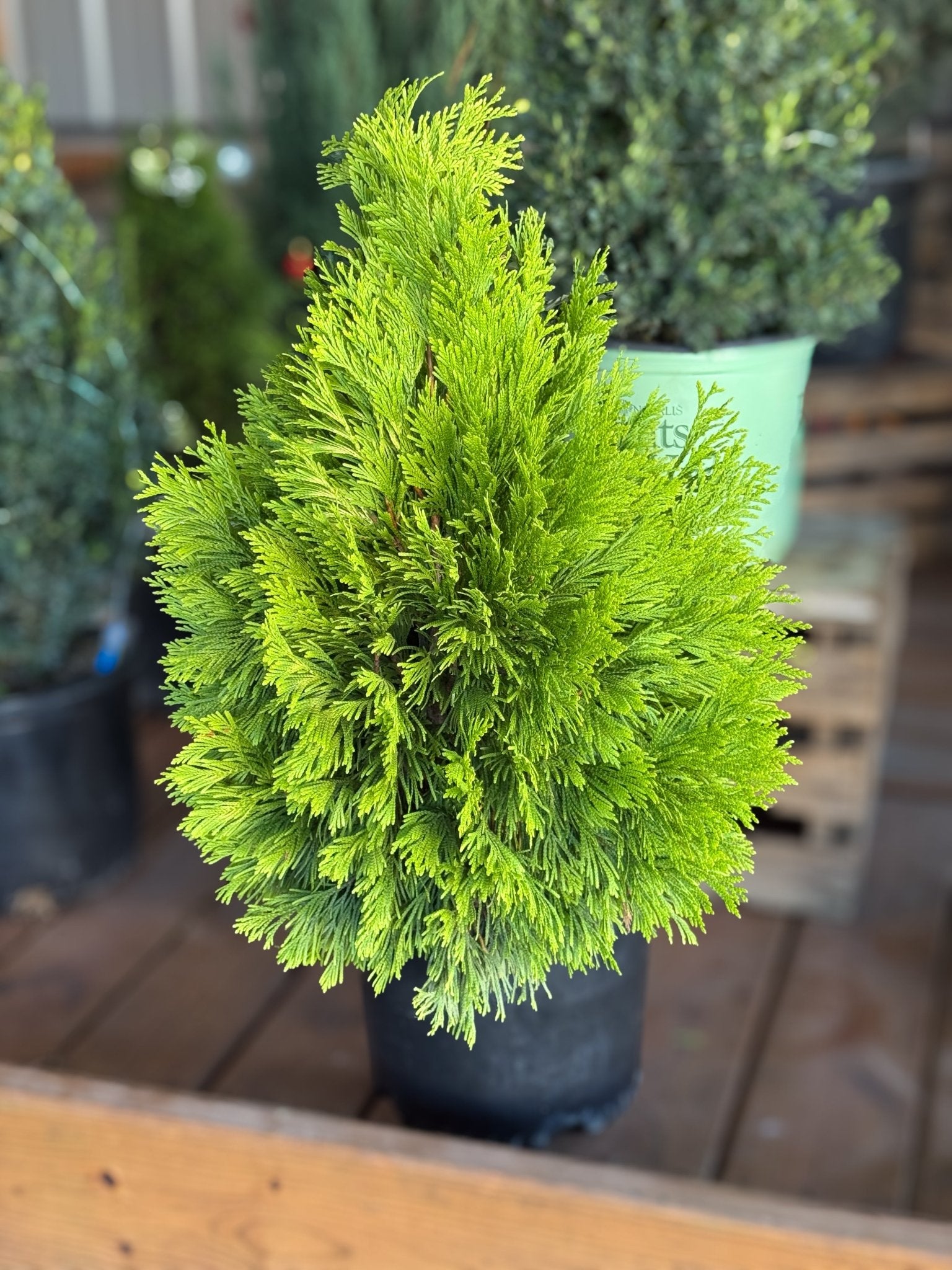 Forever Goldy® Arborvitae | Buy at NatureHills.com