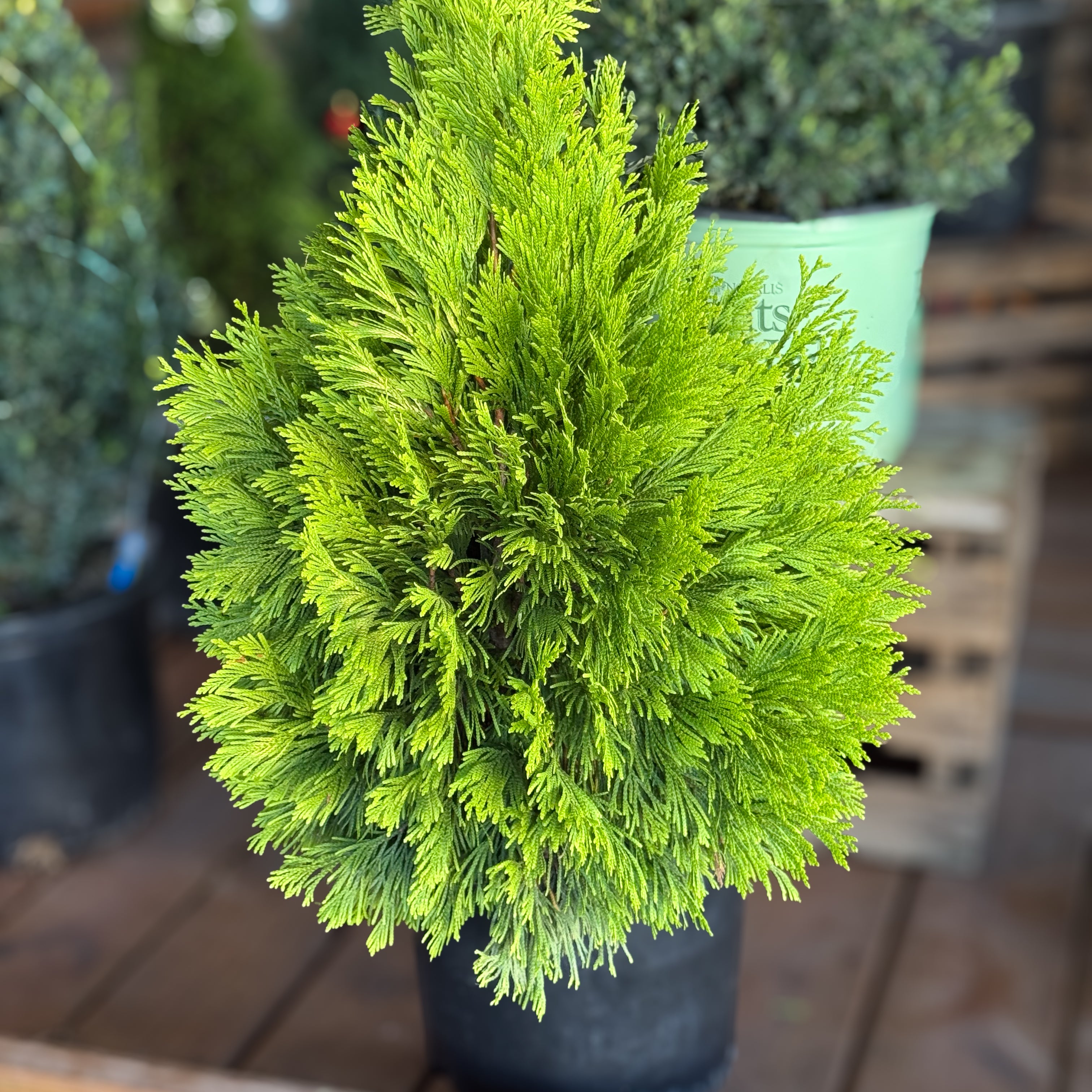 Add a touch of gold to your Christmas and winter garden with the Forever Goldy Arborvitae. Its brilliant year-round color brings warmth and cheer to festive plantings and evergreen hedges.
