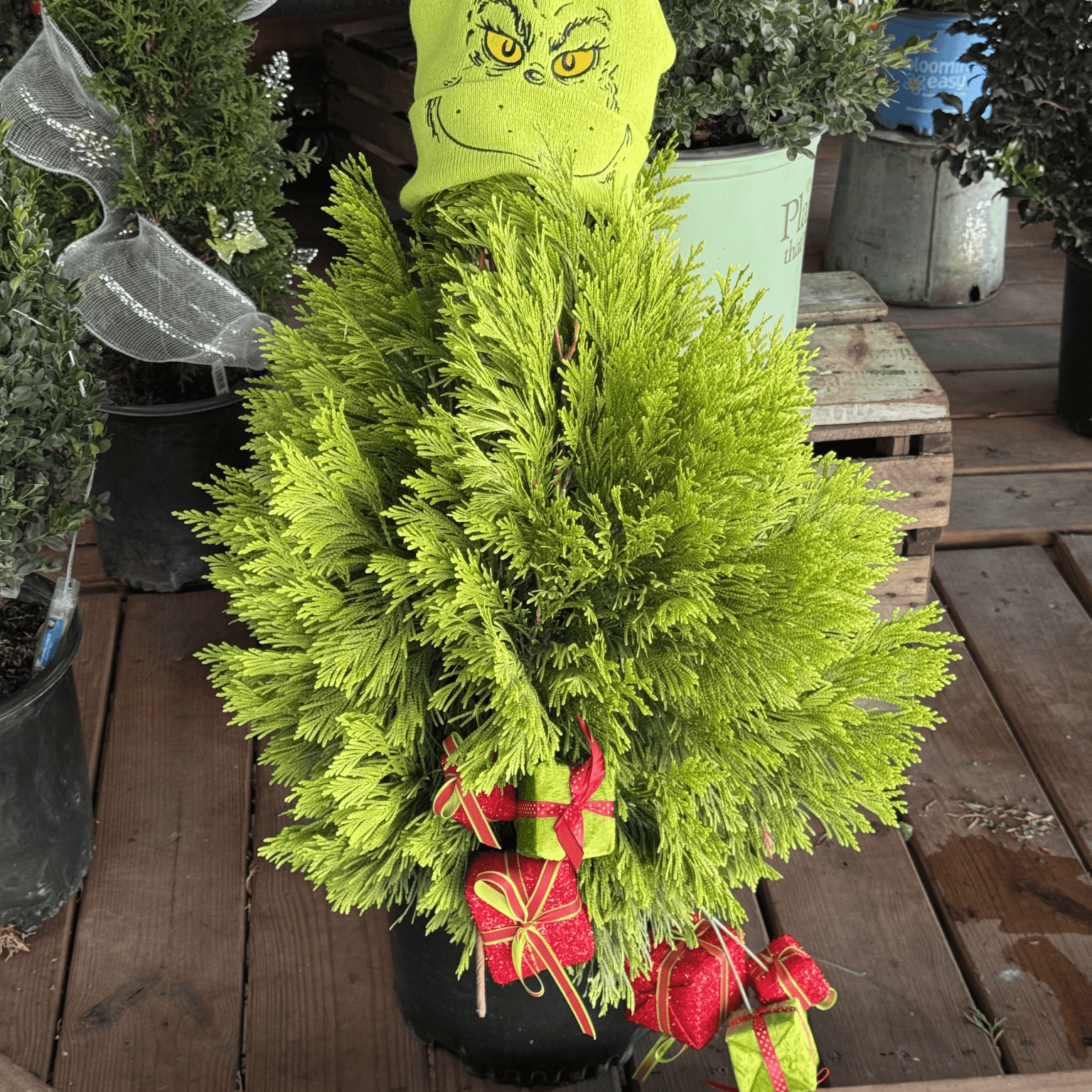 Add a touch of gold to your Christmas and winter garden with the Forever Goldy Arborvitae. Its brilliant year-round color brings warmth and cheer to festive plantings and evergreen hedges.