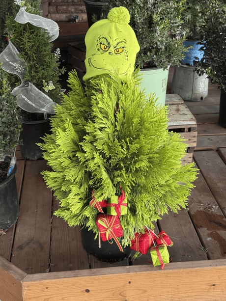 Add a touch of gold to your Christmas and winter garden with the Forever Goldy Arborvitae. Its brilliant year-round color brings warmth and cheer to festive plantings and evergreen hedges.