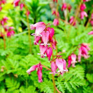 Fringed Bleeding Heart