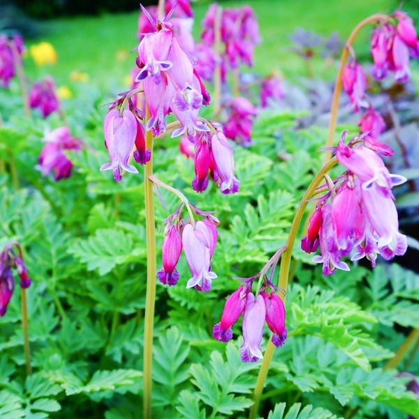 Fringed Bleeding Heart