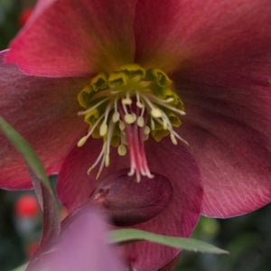 FrostKiss™ Anna's Red Lenten Rose
