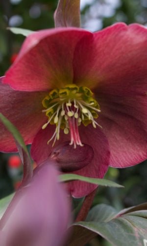 FrostKiss Annas Red Hellebore - Lenten Rose for Sale