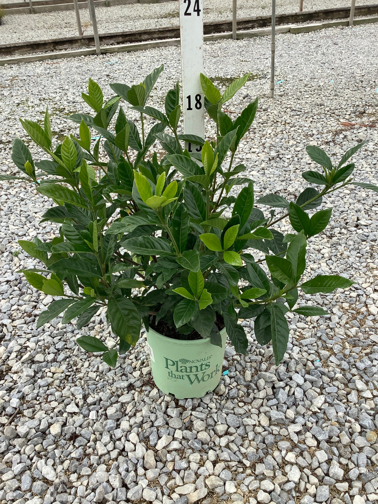 Summer Snow® Gardenia