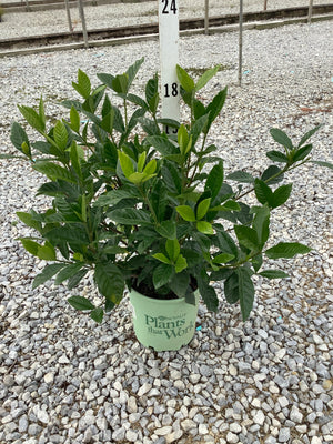 Summer Snow® Gardenia