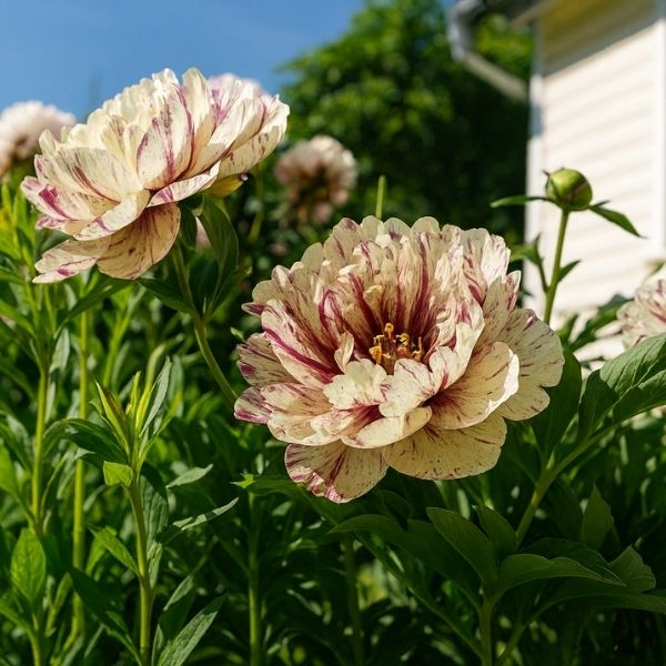 All That Jazz Itoh Peony is a hybrid crossing tree and herbaceous types. This low-maintenance perennial offers vibrant, multi-colored blooms and strong, non-flopping stems.