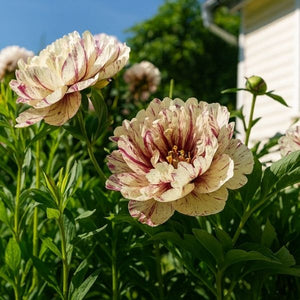 All That Jazz Itoh Peony is a hybrid crossing tree and herbaceous types. This low-maintenance perennial offers vibrant, multi-colored blooms and strong, non-flopping stems.