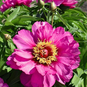 Evie Jane Itoh Peony is an intersectional hybrid. This low-maintenance perennial offers vibrant, multi-toned blooms and sturdy, non-flopping stems that require no staking.